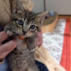 可愛い生後約2ヶ月弱のこねこ