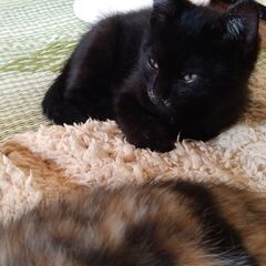 生後3~4ケ月の子猫