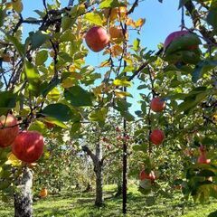 ②りんご（ふじ）5kg （18個前後）1,000円でお譲りします！の画像