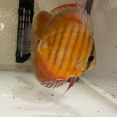 ディスカス　BATATA F3の画像