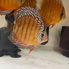 ディスカス　クリペア　ワイルドクロスの画像