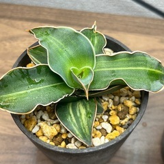 斑入りサンスベリア 2株セット の画像