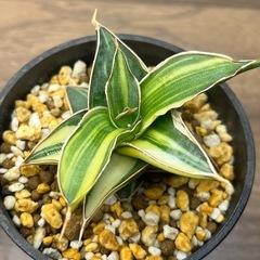 斑入りサンスベリア 2株セット の画像