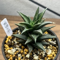 ハオルチア　2株セット 多肉植物　観葉植物　の画像