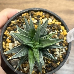 ハオルチア　2株セット 多肉植物　観葉植物　の画像