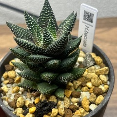 ハオルチア　2株セット 多肉植物　観葉植物　の画像