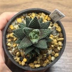 ハオルチア　2株セット 多肉植物　観葉植物　の画像