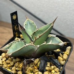 アガベ　青葉　選抜株　子株　多肉植物　観葉植物の画像