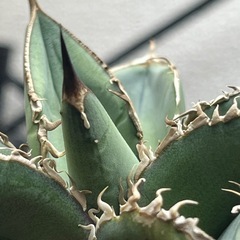 アガベ　青葉　選抜株　子株　多肉植物　観葉植物の画像