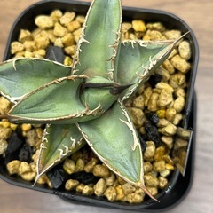 アガベ　青葉　選抜株　子株　多肉植物　観葉植物の画像