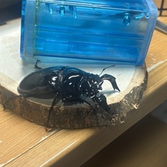 タランドゥスオオツヤクワガタ♂単の画像