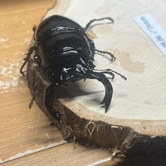 タランドゥスオオツヤクワガタ♂単の画像