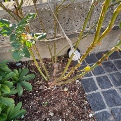 バラ苗 ポルカの画像