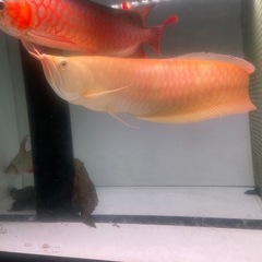 アビノアロワナの画像