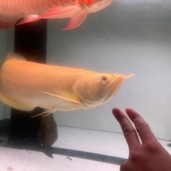 アビノアロワナの画像