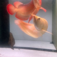 アビノアロワナの画像