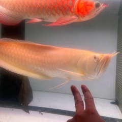 アビノアロワナの画像