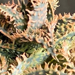 アロエ　ハイブリッドの画像