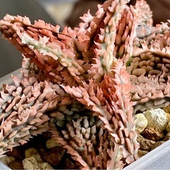 アロエ　ハイブリッドの画像