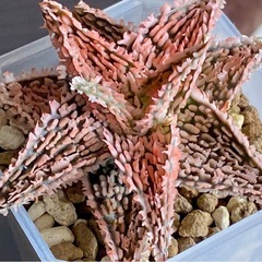 アロエ　ハイブリッドの画像