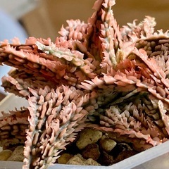 アロエ　ハイブリッドの画像