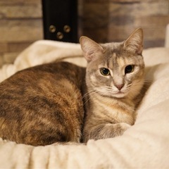 小柄、人懐こい、サバトラ猫3歳メス