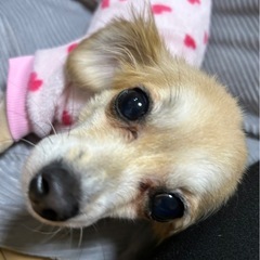 チワックスのミルクちゃん♡
