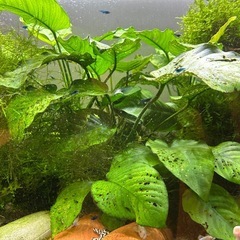 【受け渡し日程限定】アヌビアス　バルテリー　溶岩石付きの画像