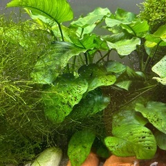 【受け渡し日程限定】アヌビアス　バルテリー　溶岩石付きの画像