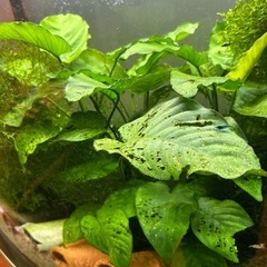 【受け渡し日程限定】アヌビアス　バルテリー　溶岩石付きの画像