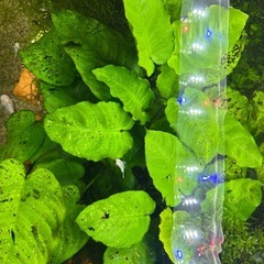 【受け渡し日程限定】アヌビアス　バルテリー　溶岩石付きの画像