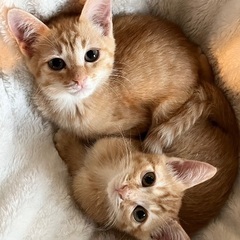 ２匹一緒に！茶トラ兄弟☆モン&ブラン　オス　４ヶ月