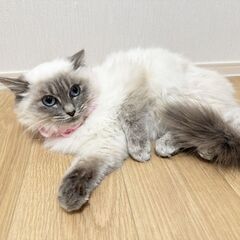【長毛シャムミックス】ふわふわでかわいい