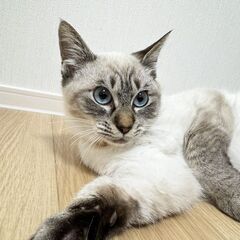 【シャムMIX】ちょっとビビりで可愛い男の子😊