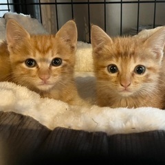 可愛さ満載！茶トラ姉妹☆ビビ&ブブ　メス　２ヶ月