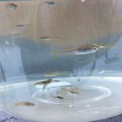 メダカ４匹１００円　（水草４本おまけ付き）でのお取引の画像