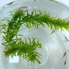 メダカ４匹１００円　（水草４本おまけ付き）でのお取引の画像