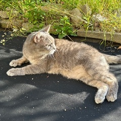 人慣れしてる元野良猫ちゃん