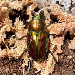 ④ニジイロクワガタ　2ペアの画像