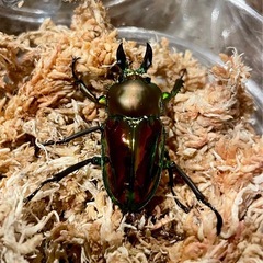 ④ニジイロクワガタ　2ペアの画像