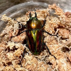 ④ニジイロクワガタ　2ペアの画像