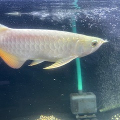 アロワナの画像