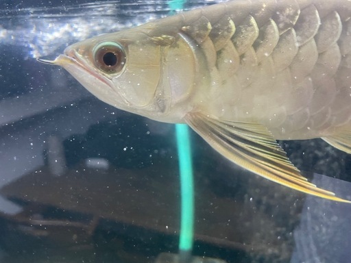 アロワナ