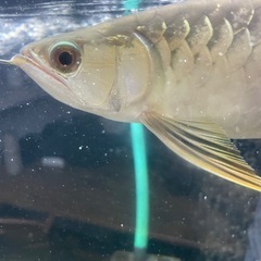 アロワナの画像