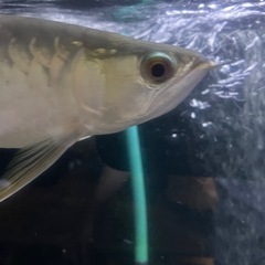 アロワナの画像