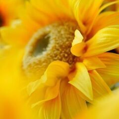 50代60代 女性 カメラ友達募集