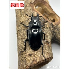 ギラファノコギリクワガタ　希少種ダイスケ　♂幼虫大型の画像