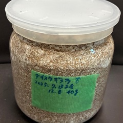 ギラファノコギリクワガタ　希少種ダイスケ　♂幼虫大型の画像