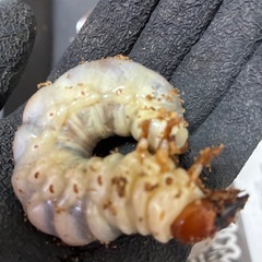 ギラファノコギリクワガタ　希少種ダイスケ　♂幼虫大型の画像
