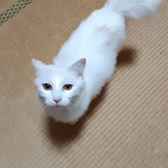 人懐こい⭐甘えん坊！！長毛オス猫ちゃん